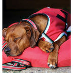 Horseware Amigo Dog Collar CLOSEOUT